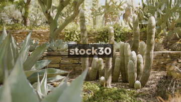 Cacti By Stone Wall In Desert Botanical Garden, Phoenix, Arizona, USA